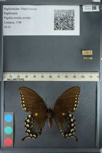 Media type: image;   Entomology 173972